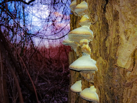 Téli gombák 