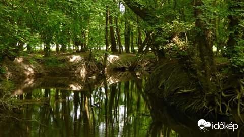 Gemenci erdő