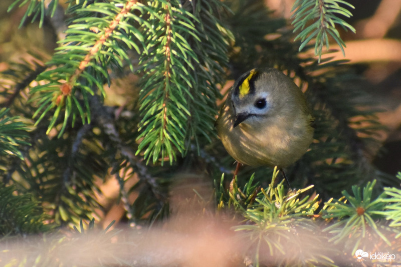 Sárgafejű királyka