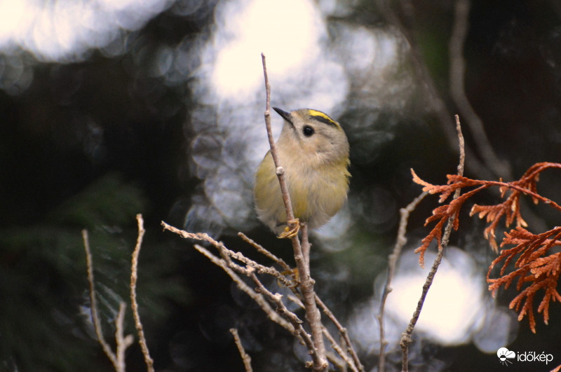 Sárgafejű királyka.