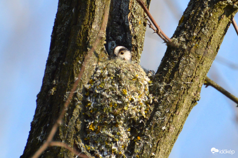 Őszapó fészeképítés közben... 