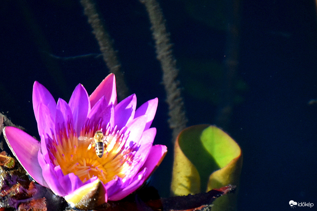 Természet