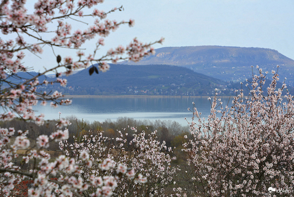 Balaton