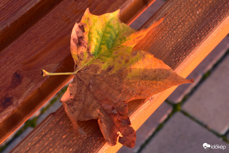 Színesedő levél 10.01.