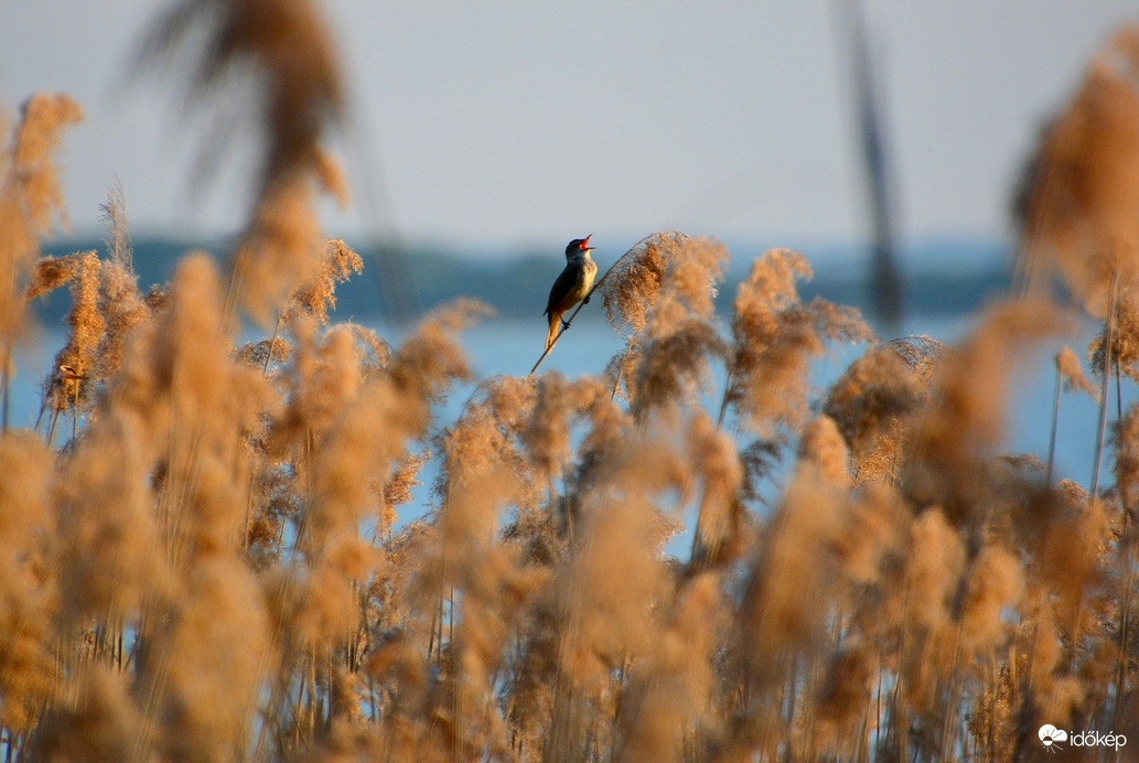 Balaton