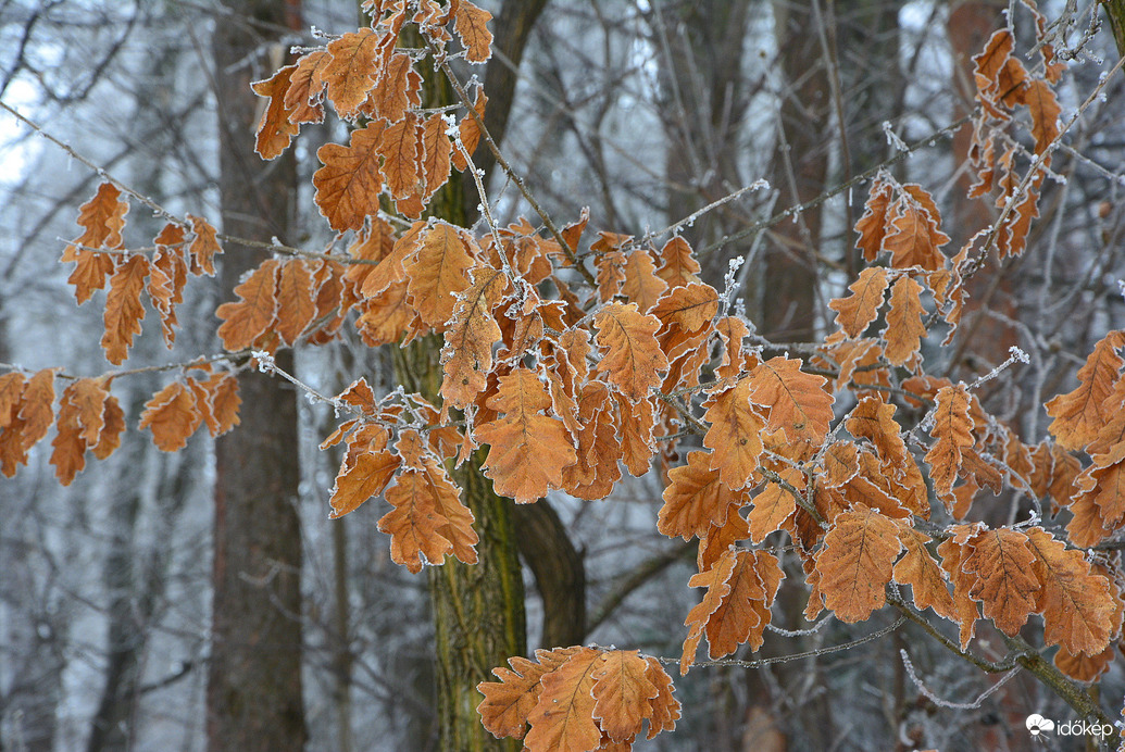 Zúzamarás levelek 01.16.