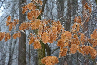 Zúzamarás levelek 01.16.