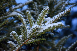 Hóra ébredtünk karácsony első napján 12.25.