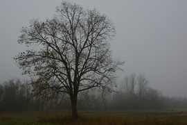 Szürke, ködös nap 12.03.
