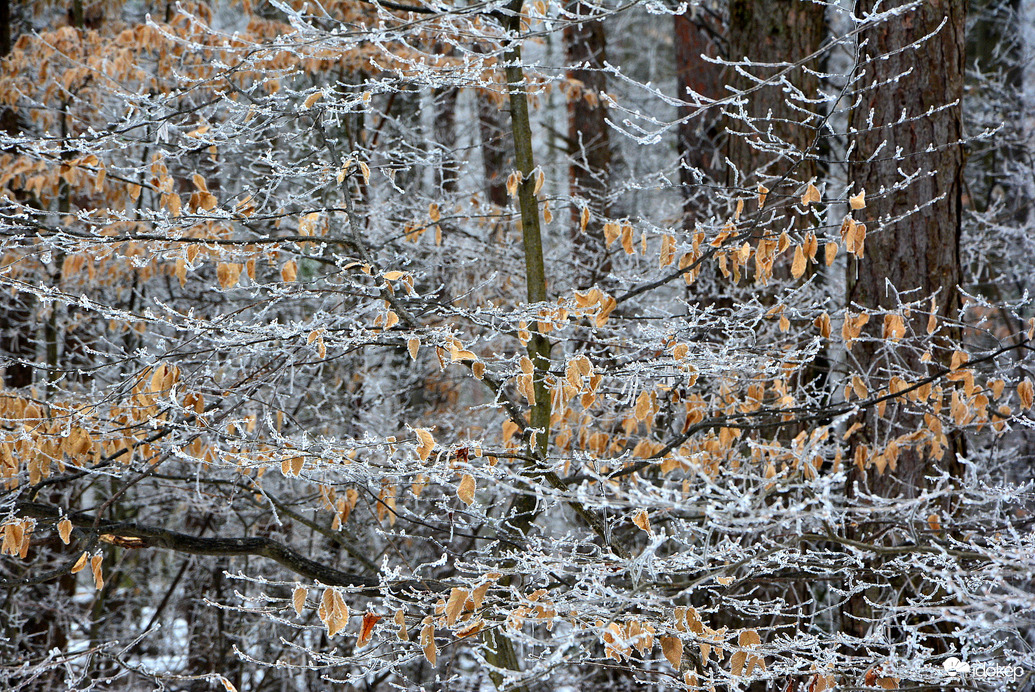 Ködös, zúzmarás, havas táj 01.16. Kőszeg határában