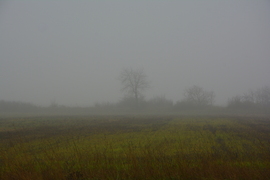 Szürke, ködös nap 12.03.