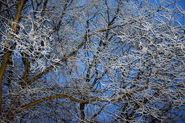 Deres ágak kék órában 01.16.