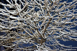 Deres ágak kék órában 01.16.