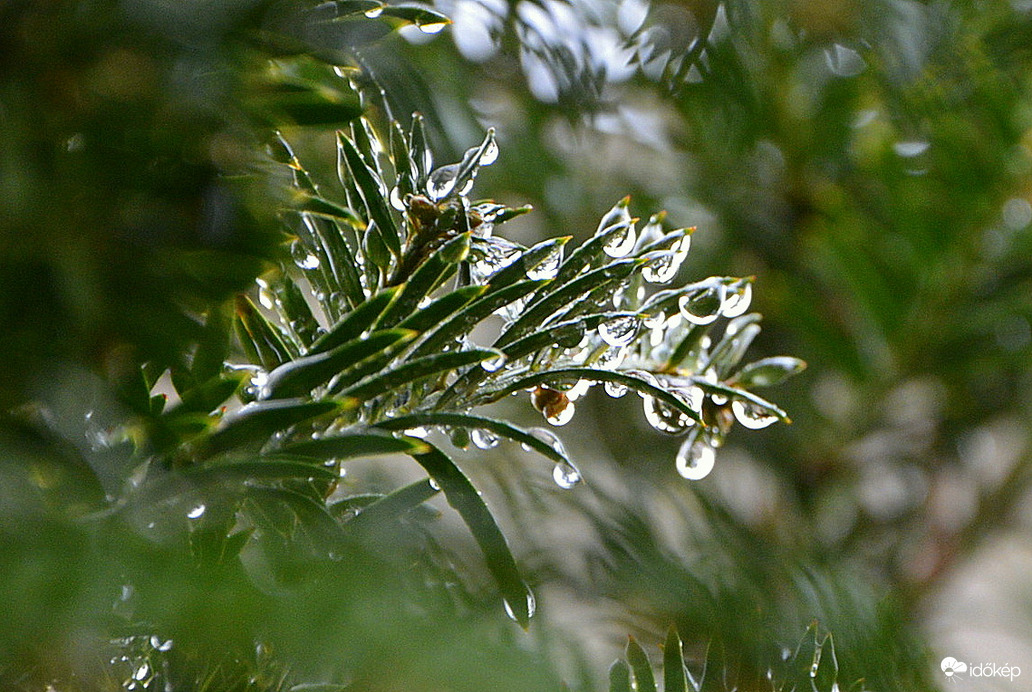 Esőcseppes ágak 12.05.