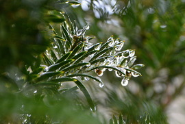 Esőcseppes ágak 12.05.