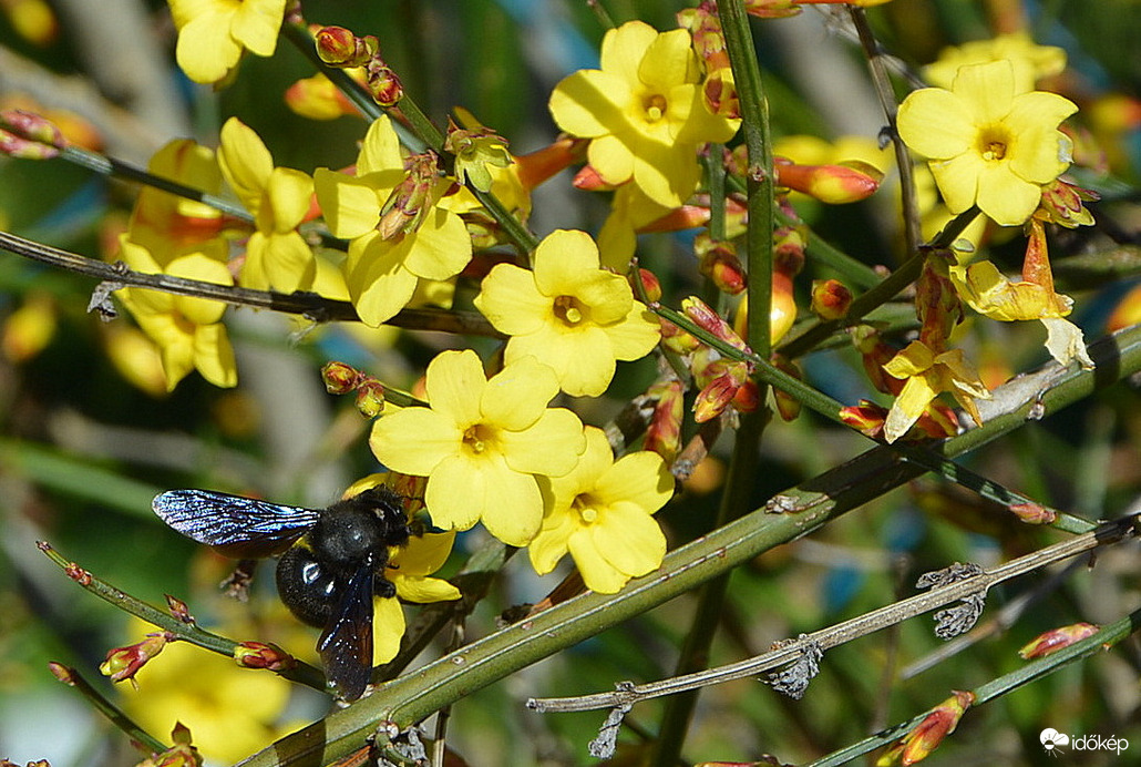 Kék fadongó sárga téli jázminon