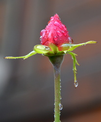 Ő még tartja magát 12.05.