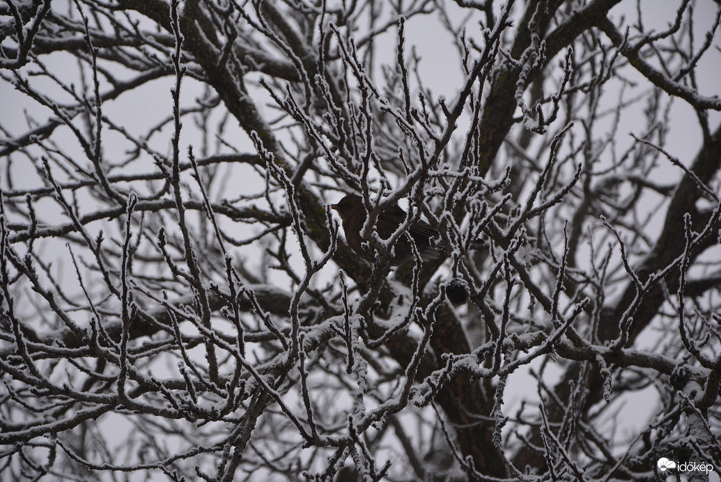Rigó a havas ágon 01.15.