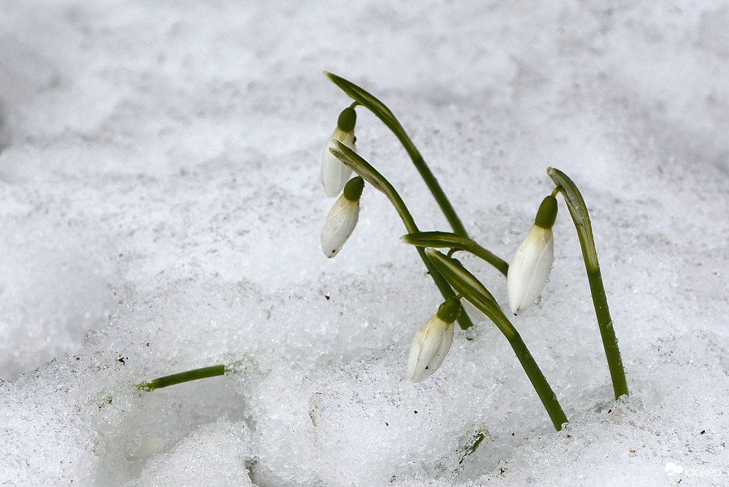 Hóvirágok 02.22.