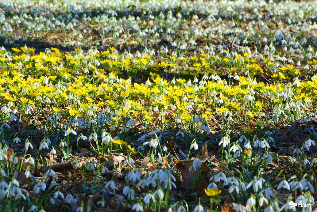 Fehér, sárga virágszőnyeg 02.27.