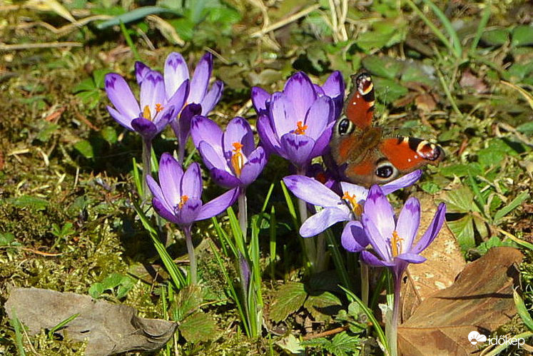 Nappali pávaszem sáfrányon 