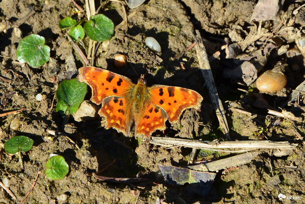 Ő is előbújt 02.27.