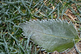 Deres reggel Szombathelyen 11.28.