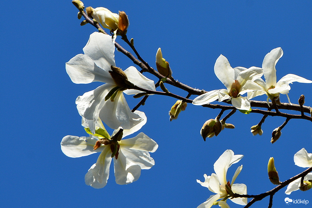 Fehér magnóliák kék égbolttal 04.04.