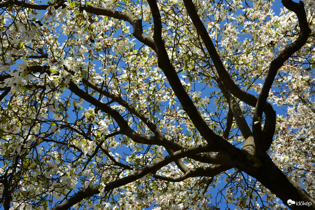 Fehér magnóliák kék égbolttal 04.04.