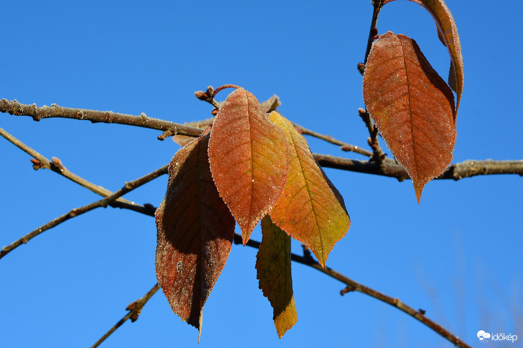 Porcukros reggel 11.19.