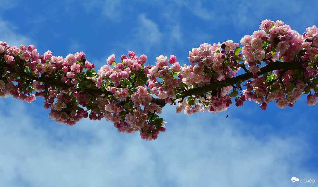 Japán diszcseresznyefa ága 04.18.