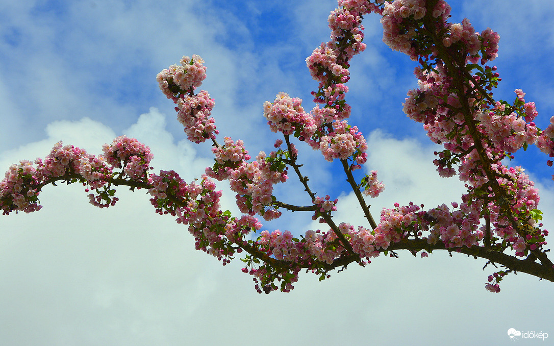 Japán diszcseresznyefa ága 04.18.