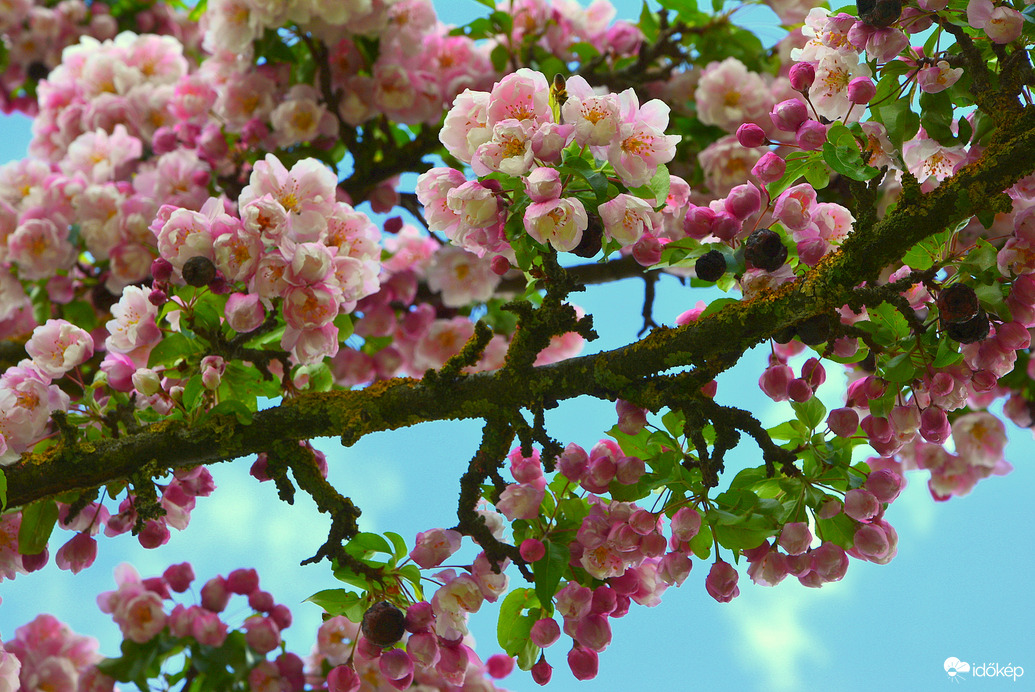 Japán diszcseresznyefa ága 04.18.