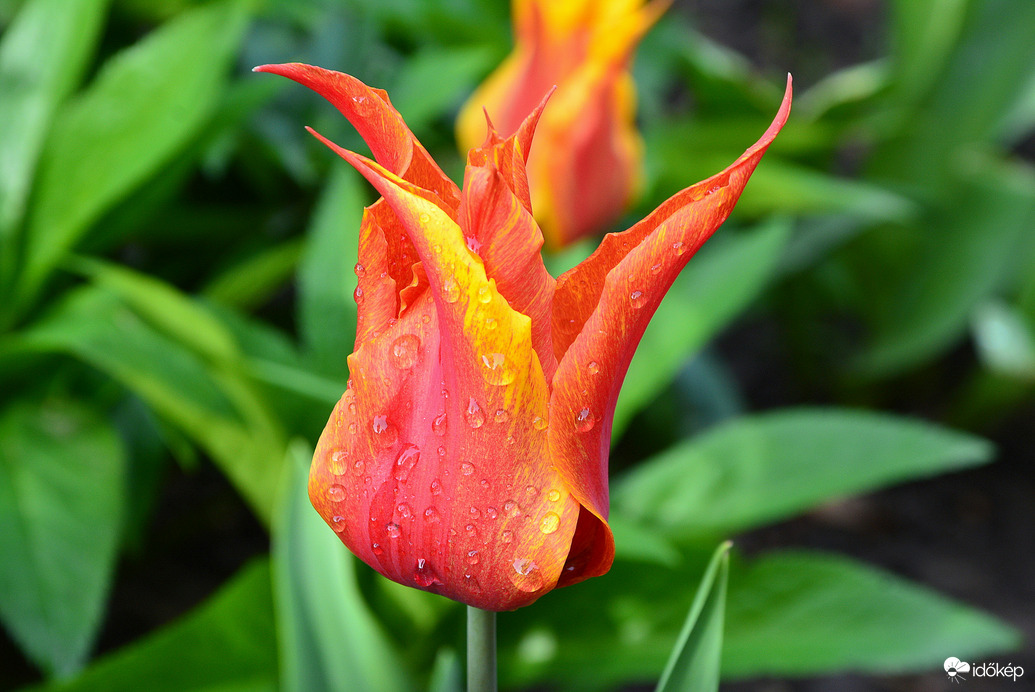 Esőcseppesen 04.24.