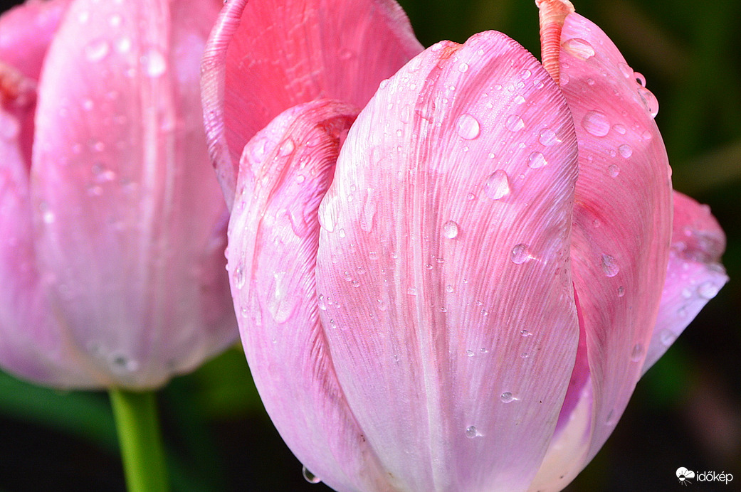 Esőcseppesen 04.24.