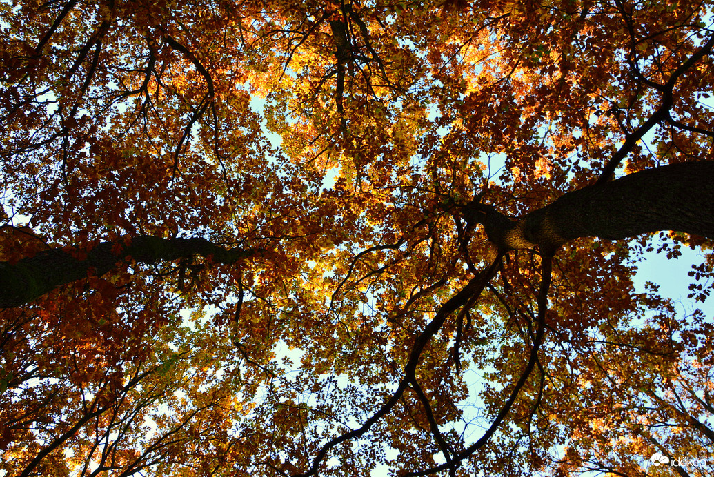 Őszi színek a horvátzsidányi égig érő fák lombkoronáin 10.29.
