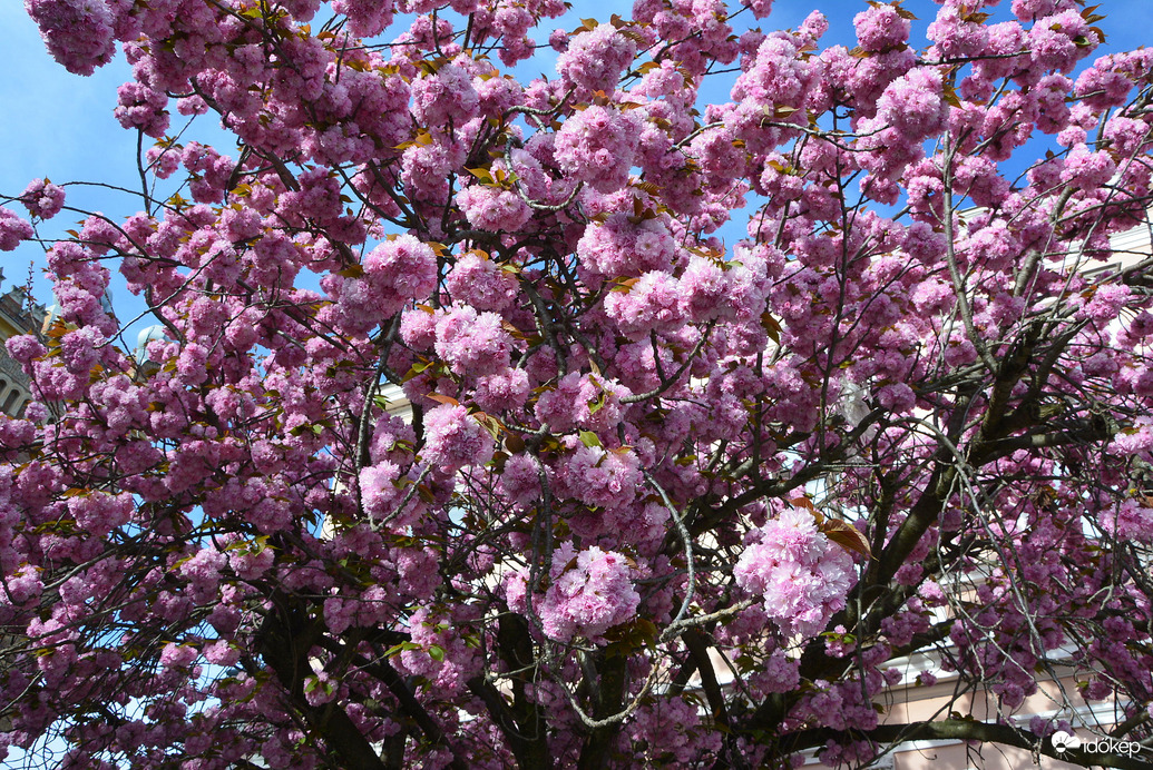 Japán díszcseresznye virágzás Szombathelyen 04.04.