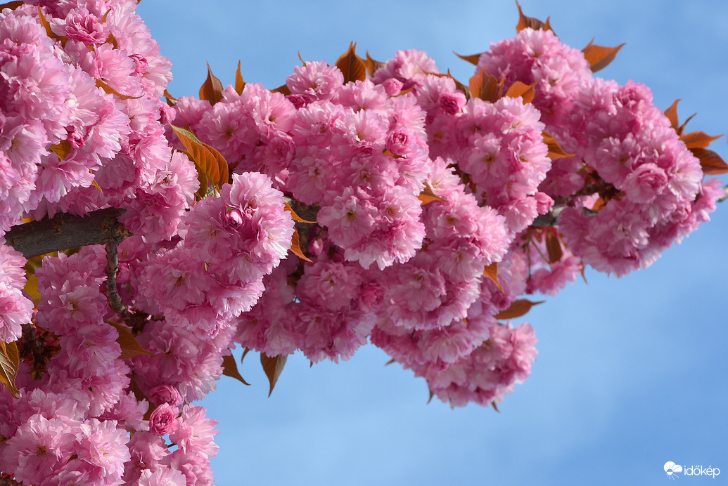 Japán díszcseresznye virágzás Szombathelyen 04.04.