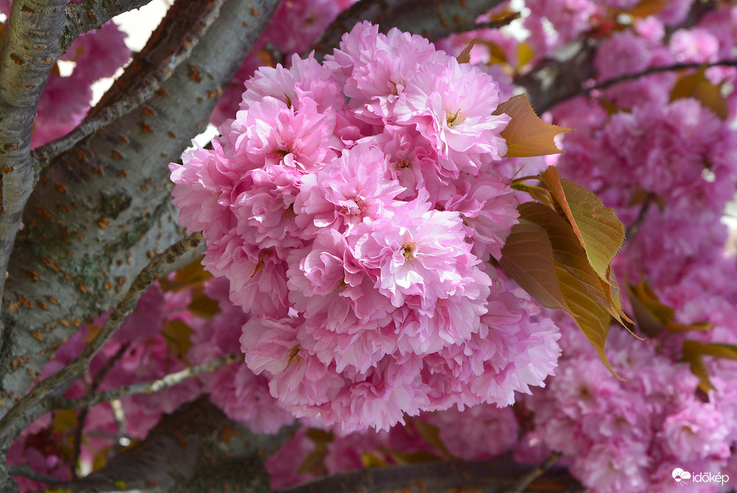 Japán díszcseresznye virágzás Szombathelyen 04.04.