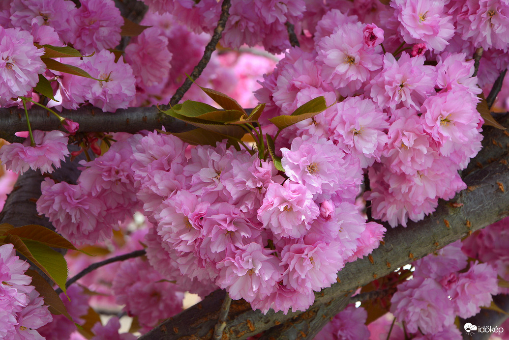 Japán díszcseresznye virágzás Szombathelyen 04.04.