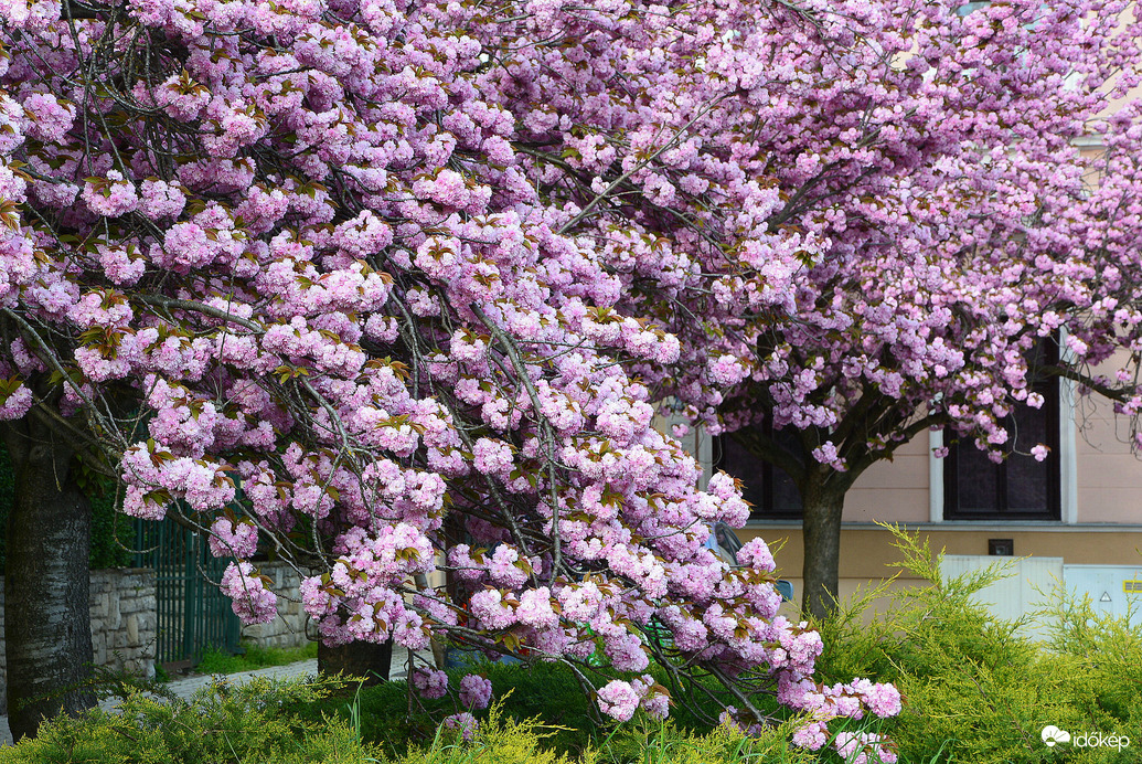 Japán díszcseresznye virágzás Szombathelyen 04.04.