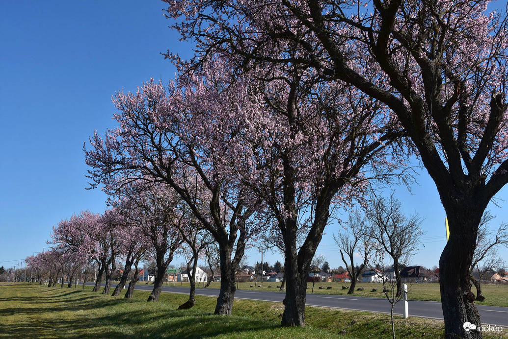 Virágba borult mandulafák 03.16.