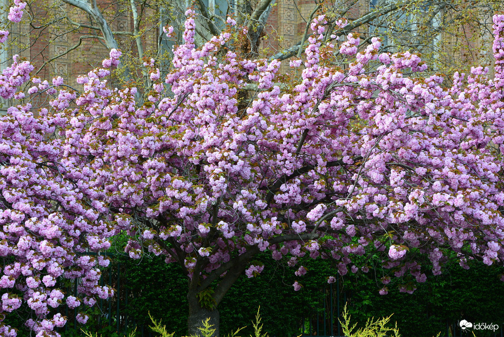 Japán díszcseresznye virágzás Szombathelyen 04.04.