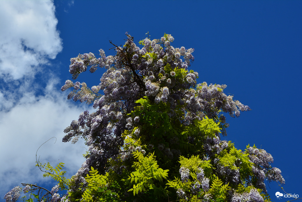 Lila akácok 04.20.