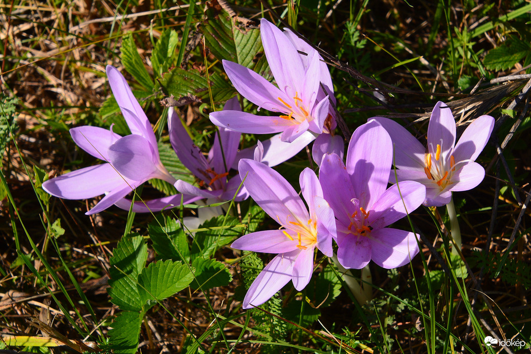 Őszi kikerics 09.19.