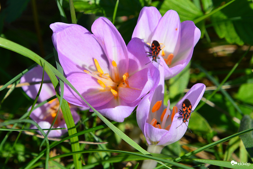 Őszi kikerics és látogatói 09.19.