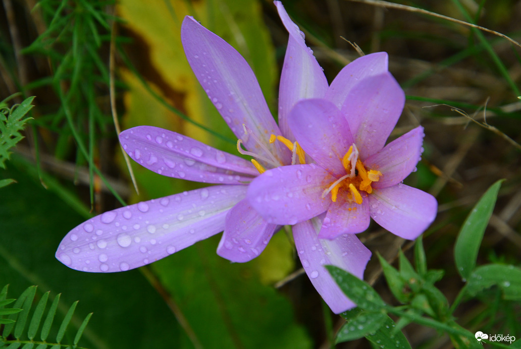 Esőcseppesen 09.24.