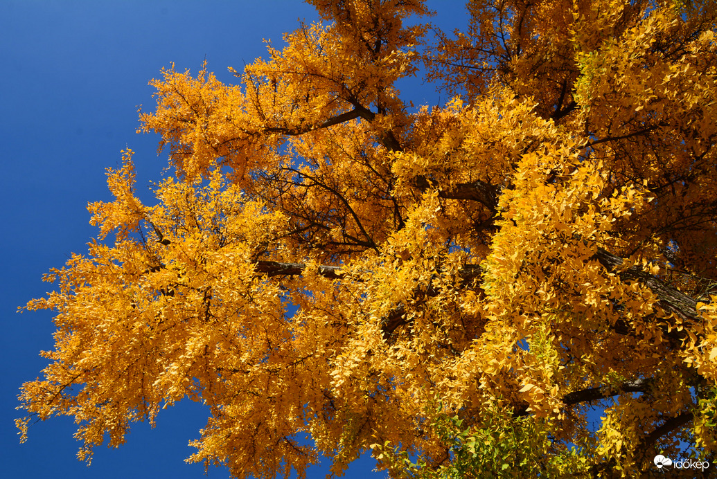 Sárga ruhát öltött a Ginkgo biloba (Kínai páfrányfenyő)
