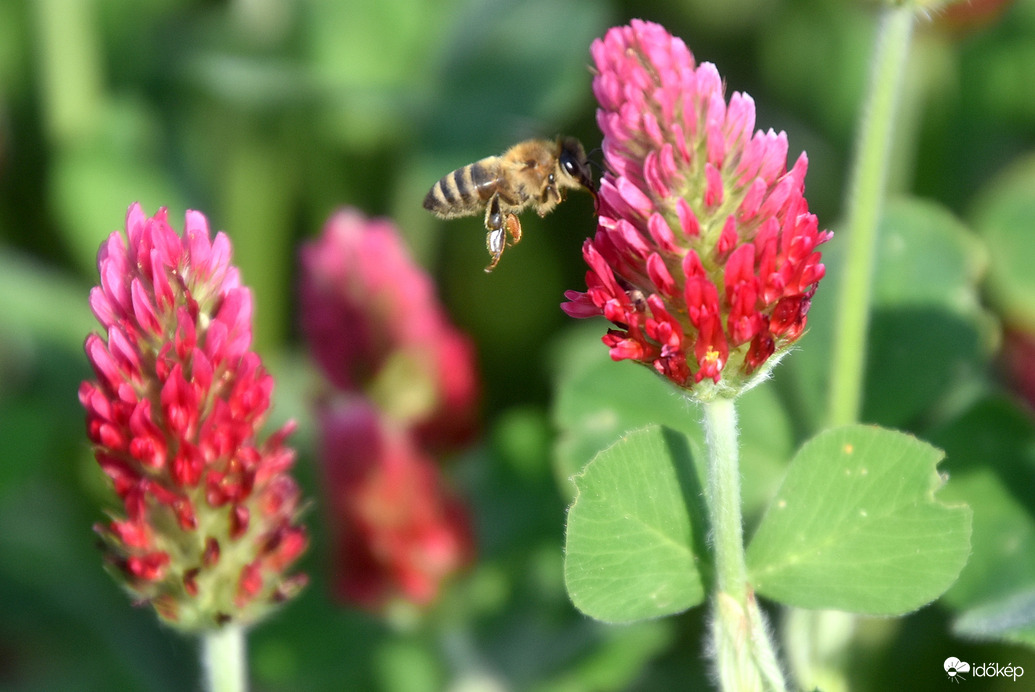 Bíborhere és a méhecske 05.09.