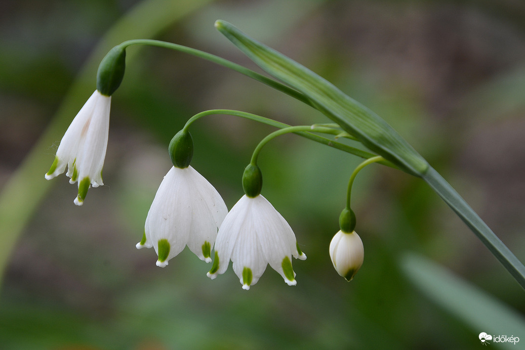 Kinyílott a nyári tőzike 04.06.